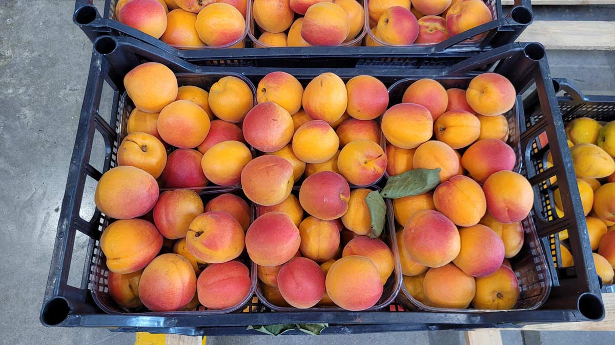 Albicocche - Emilia Romagna - 1,50 euro al chilogrammo